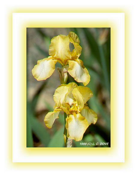 GE000283.JPG/Yellow Irises
